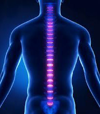 spinal